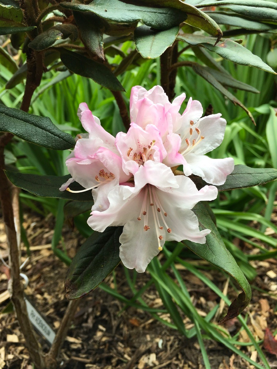 R. adenosum